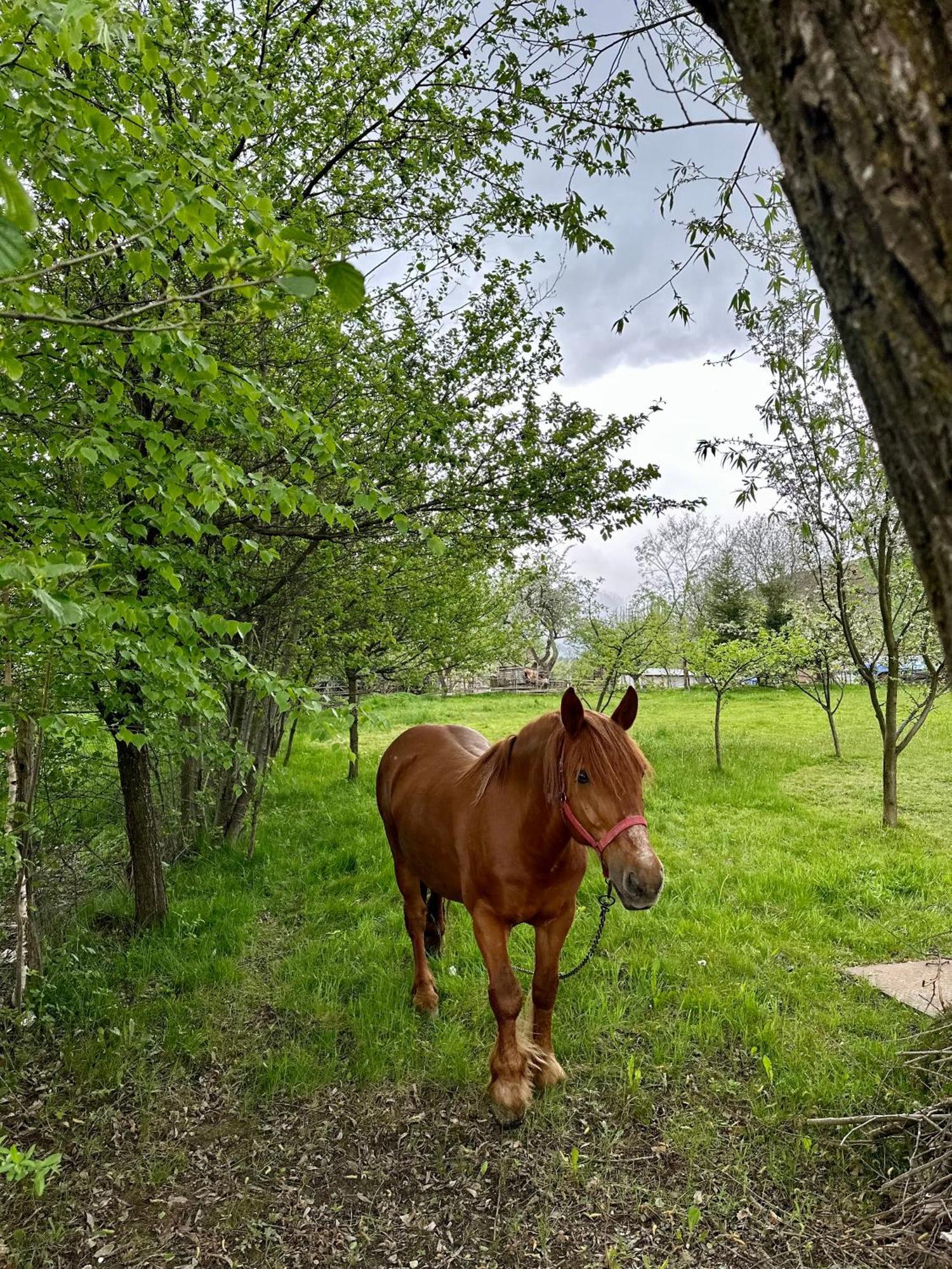 Ara Chalet Bran  Dış mekan fotoğraf